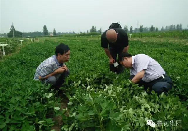 花生应该怎么种？加入爱游戏官网入口，助力中国花生产业